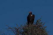 DPPhotography - Namibia - Lappet-faced vulture - A