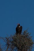 DPPhotography - Namibia - Lappet-faced vulture - B