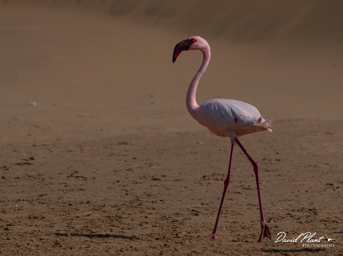 DPPhotography - Namibia - Lesser flamingo - A.jpg - Lesser flamingo - Walvis Bay Bird Sanctuary