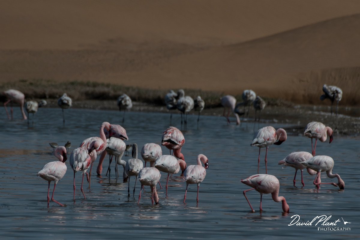DPPhotography - Namibia - Lesser flamingo - B.jpg - Lesser flamingo - Walvis Bay Bird Sanctuary