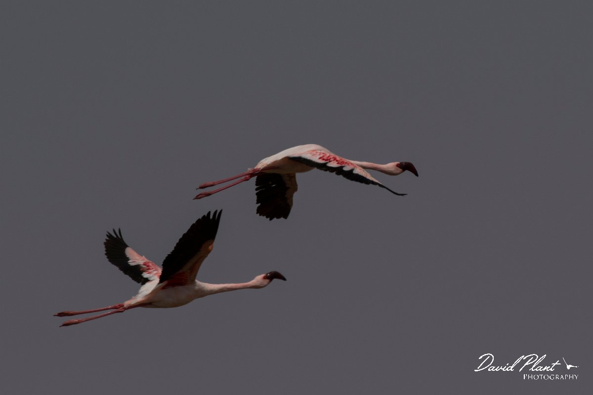DPPhotography - Namibia - Lesser flamingo - C.jpg - Lesser flamingo - Walvis Bay Bird Sanctuary