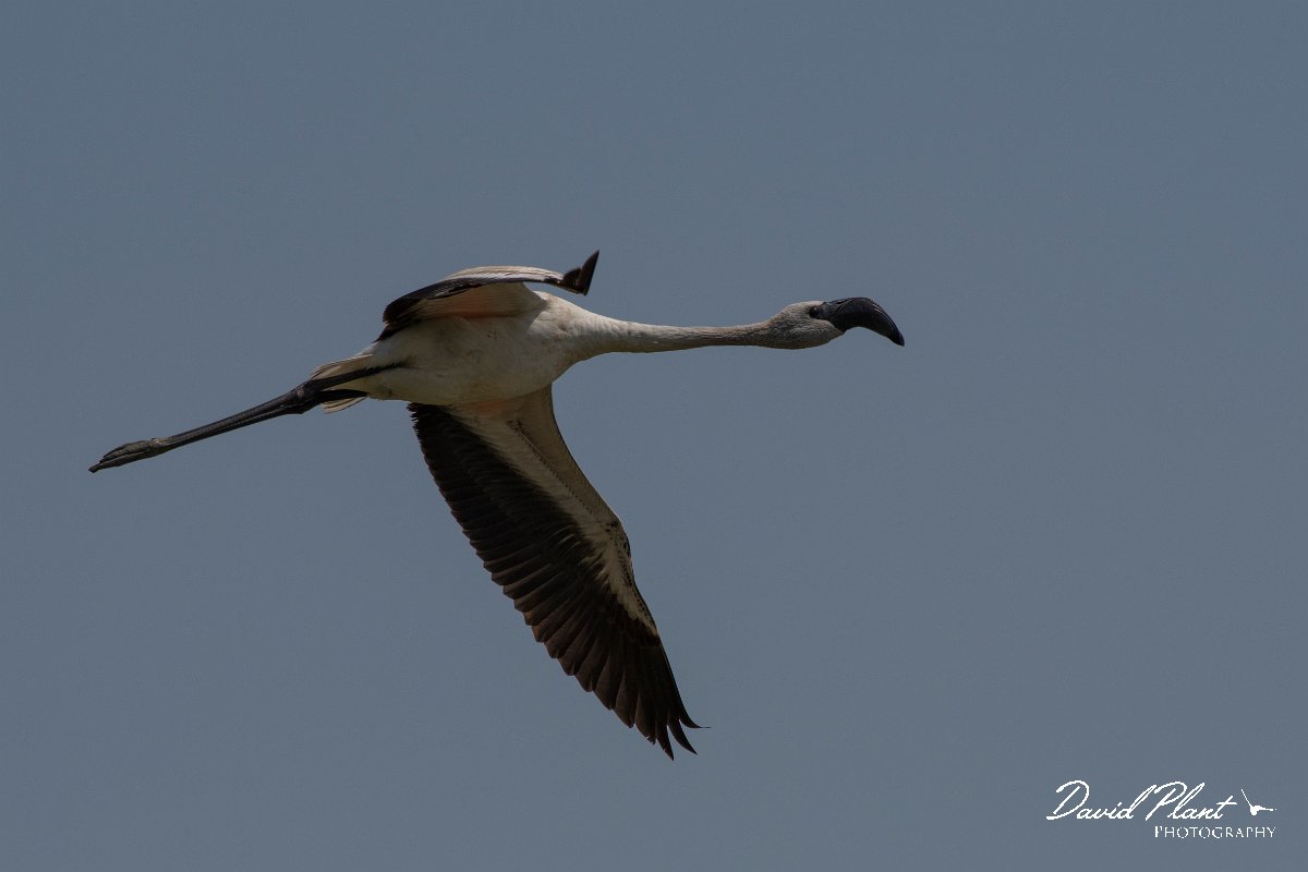 DPPhotography - Namibia - Lesser flamingo - D.jpg - Lesser flamingo - Walvis Bay Bird Sanctuary