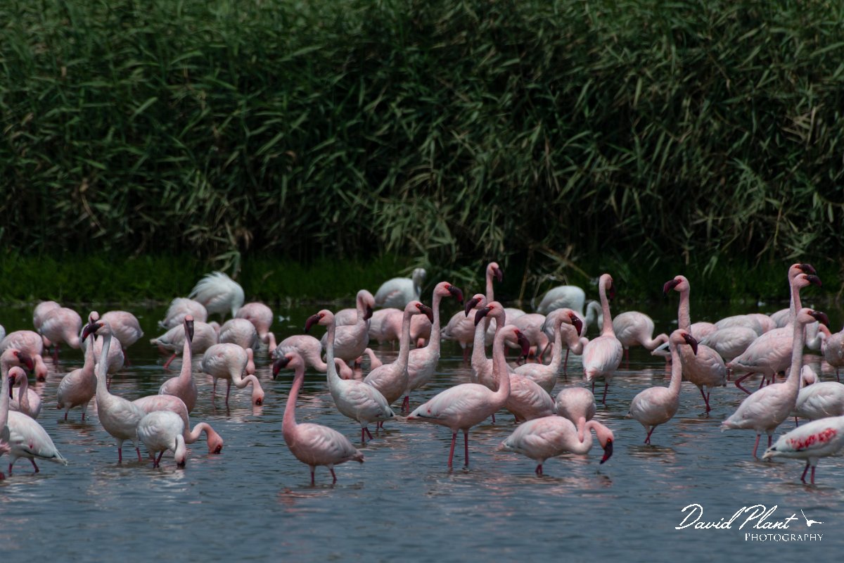 DPPhotography - Namibia - Lesser flamingo - E.jpg - Lesser flamingo - Walvis Bay Bird Sanctuary