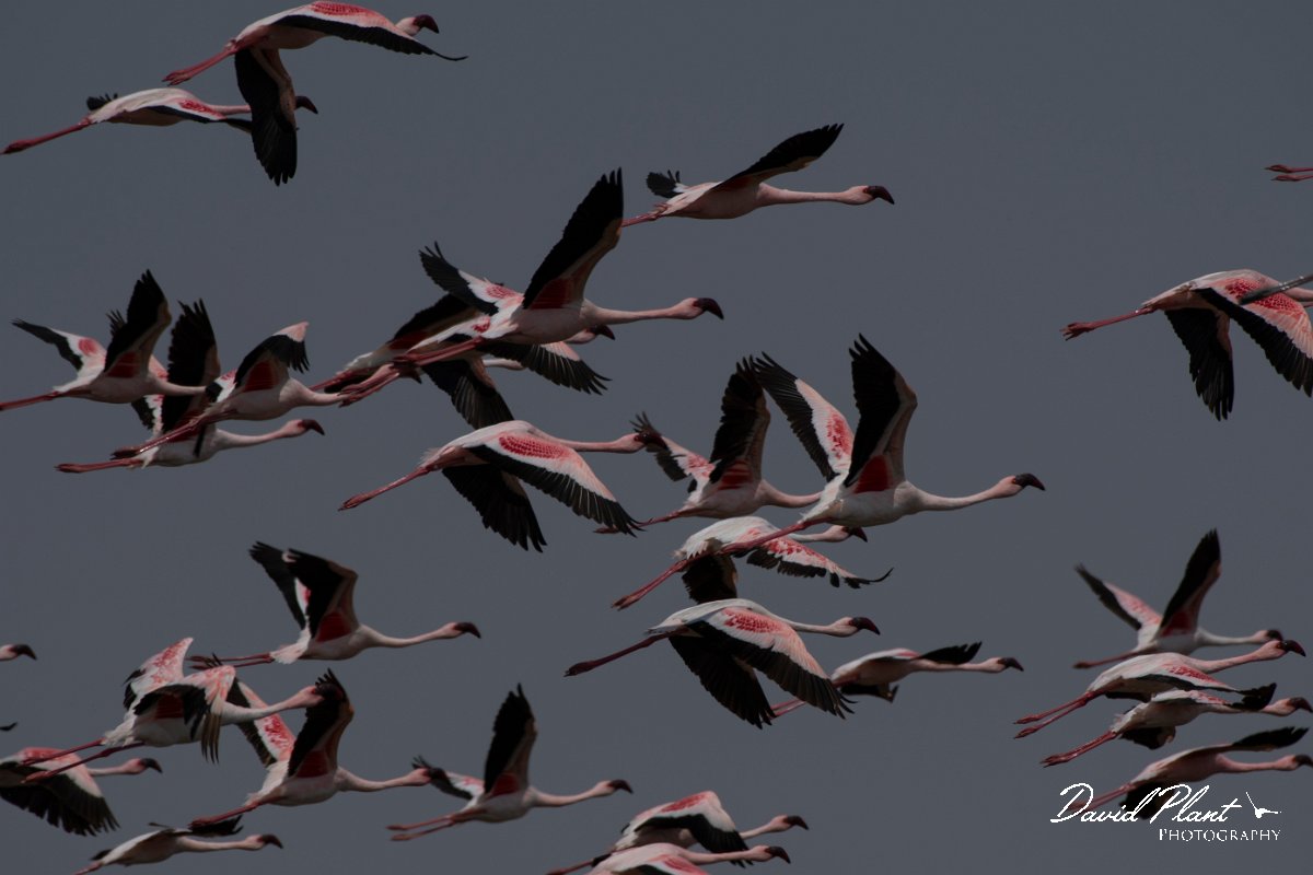 DPPhotography - Namibia - Lesser flamingo - F.jpg - Lesser flamingo - Walvis Bay Bird Sanctuary