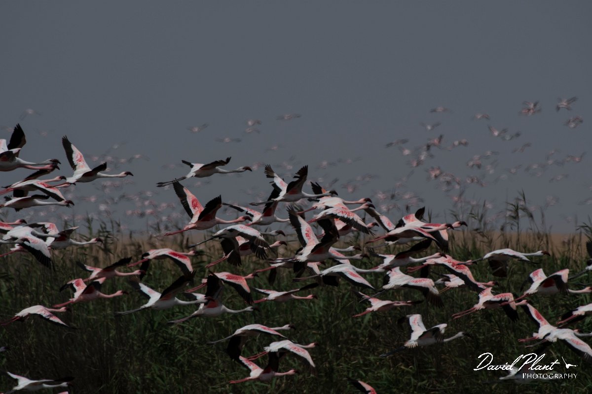 DPPhotography - Namibia - Lesser flamingo - G.jpg - Lesser flamingo - Walvis Bay Bird Sanctuary