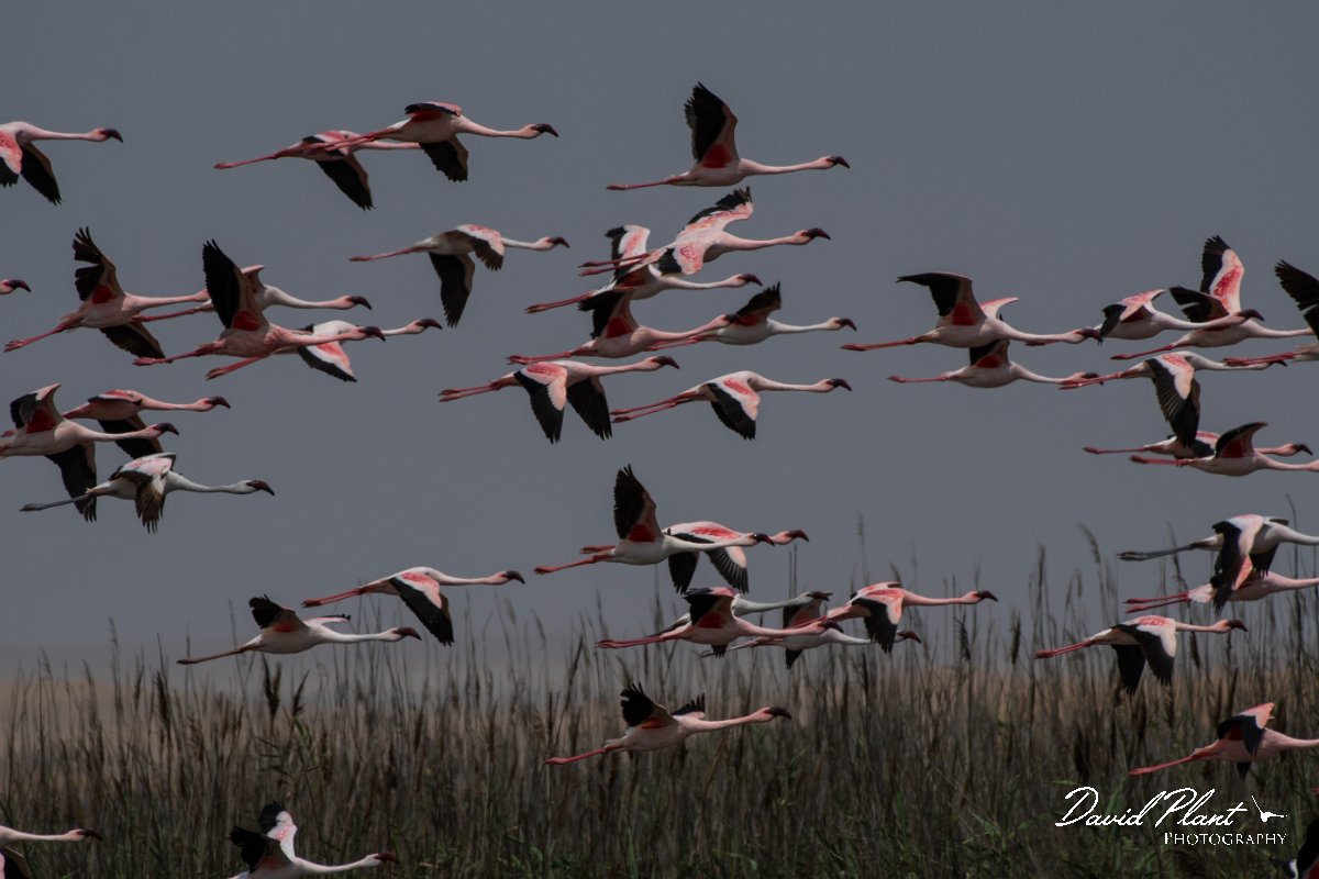 DPPhotography - Namibia - Lesser flamingo - I.jpg - Lesser flamingo - Walvis Bay Bird Sanctuary