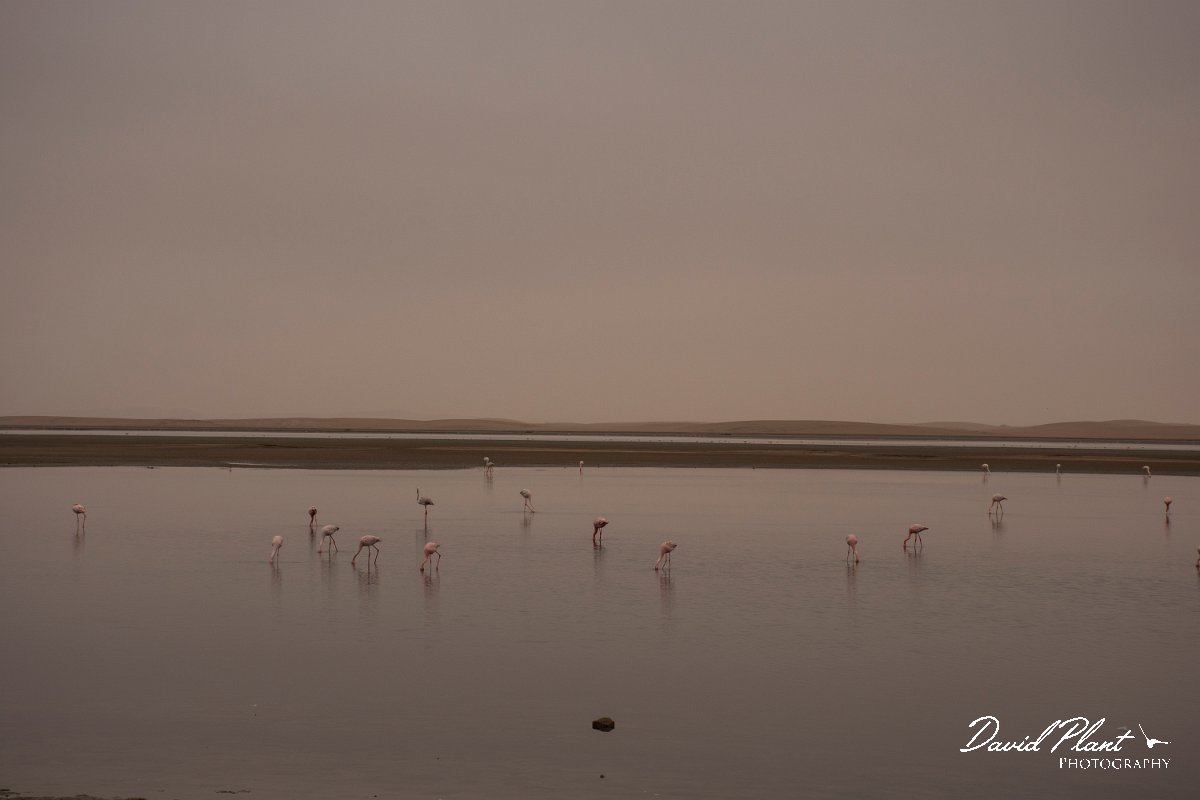 DPPhotography - Namibia - Lesser flamingo - J.jpg - Lesser flamingo - Walvis Bay
