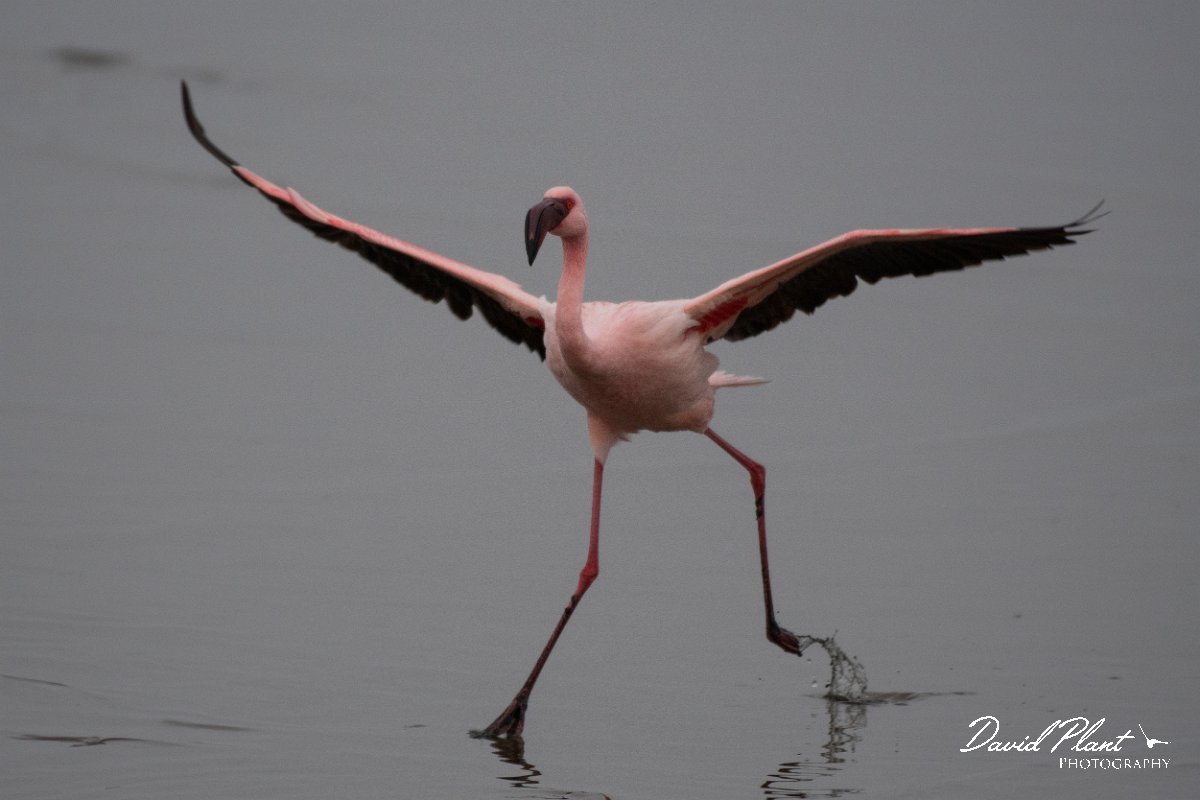 DPPhotography - Namibia - Lesser flamingo - K.jpg - Lesser flamingo - Walvis Bay