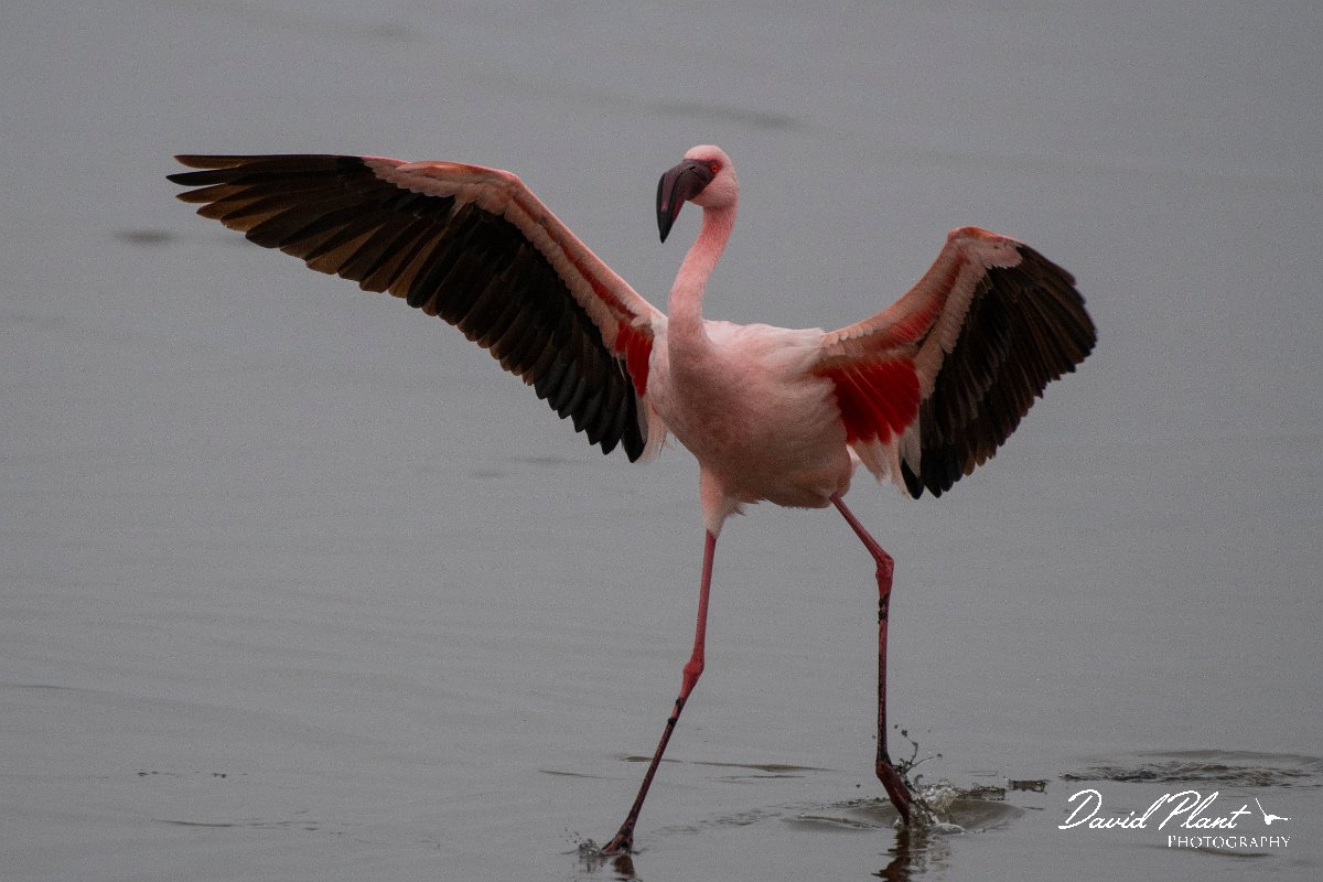 DPPhotography - Namibia - Lesser flamingo - L.jpg - Lesser flamingo - Walvis Bay