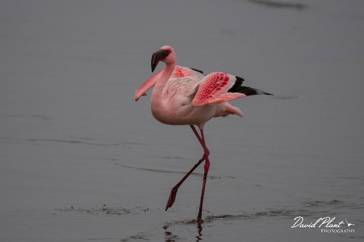 DPPhotography - Namibia - Lesser flamingo - M.jpg - Lesser flamingo - Walvis Bay