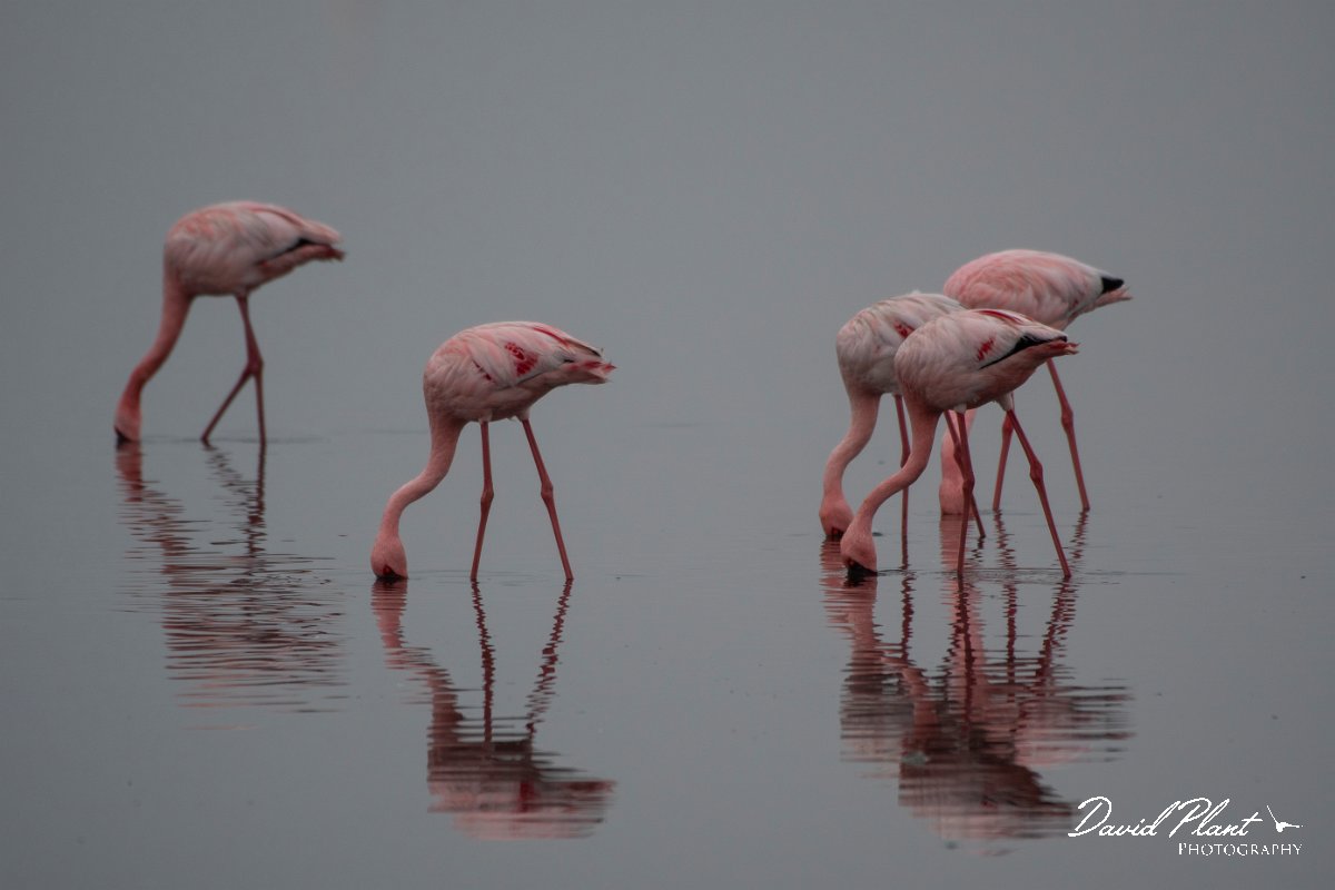 DPPhotography - Namibia - Lesser flamingo - N.jpg - Lesser flamingo - Walvis Bay