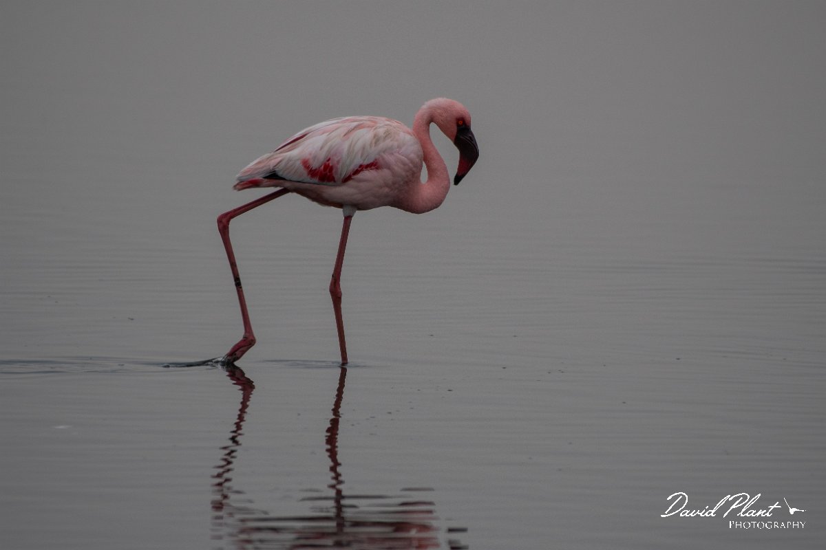 DPPhotography - Namibia - Lesser flamingo - O.jpg - Lesser flamingo - Walvis Bay