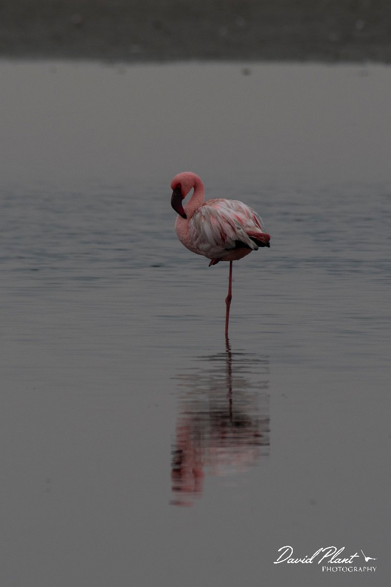 DPPhotography - Namibia - Lesser flamingo - P.jpg - Lesser flamingo - Walvis Bay