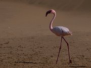 DPPhotography - Namibia - Lesser flamingo - A