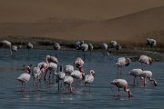 DPPhotography - Namibia - Lesser flamingo - B