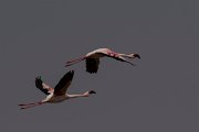 DPPhotography - Namibia - Lesser flamingo - C