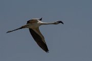 DPPhotography - Namibia - Lesser flamingo - D