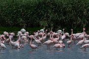 DPPhotography - Namibia - Lesser flamingo - E