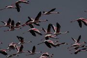 DPPhotography - Namibia - Lesser flamingo - F