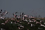 DPPhotography - Namibia - Lesser flamingo - G