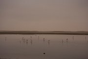 DPPhotography - Namibia - Lesser flamingo - J