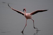 DPPhotography - Namibia - Lesser flamingo - K