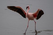 DPPhotography - Namibia - Lesser flamingo - L