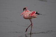 DPPhotography - Namibia - Lesser flamingo - M