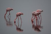 DPPhotography - Namibia - Lesser flamingo - N