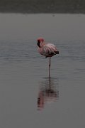 DPPhotography - Namibia - Lesser flamingo - P