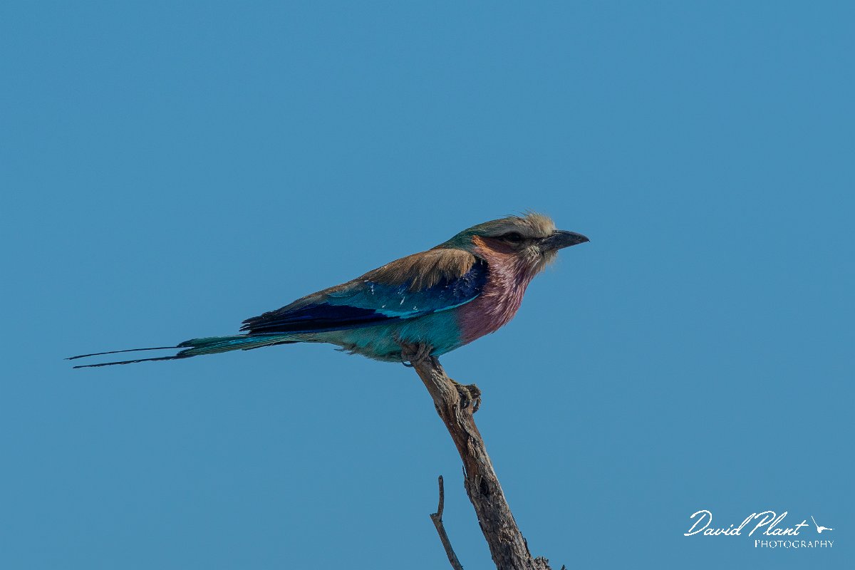 DPPhotography - Namibia - Lilac-breasted roller - A.jpg - Lilac-breasted roller - Mahango National Park