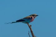 DPPhotography - Namibia - Lilac-breasted roller - A