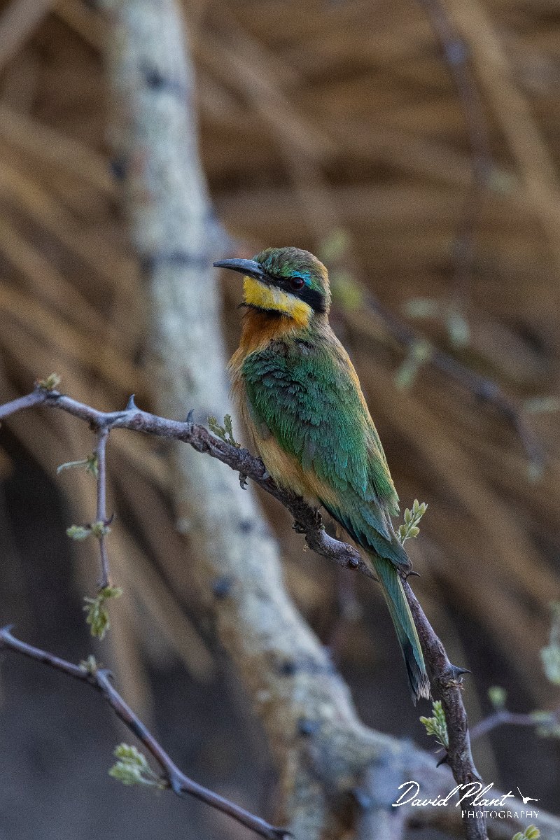 DPPhotography - Namibia - Little bee-eater - A.jpg - Little bee-eater - Mahango National Park