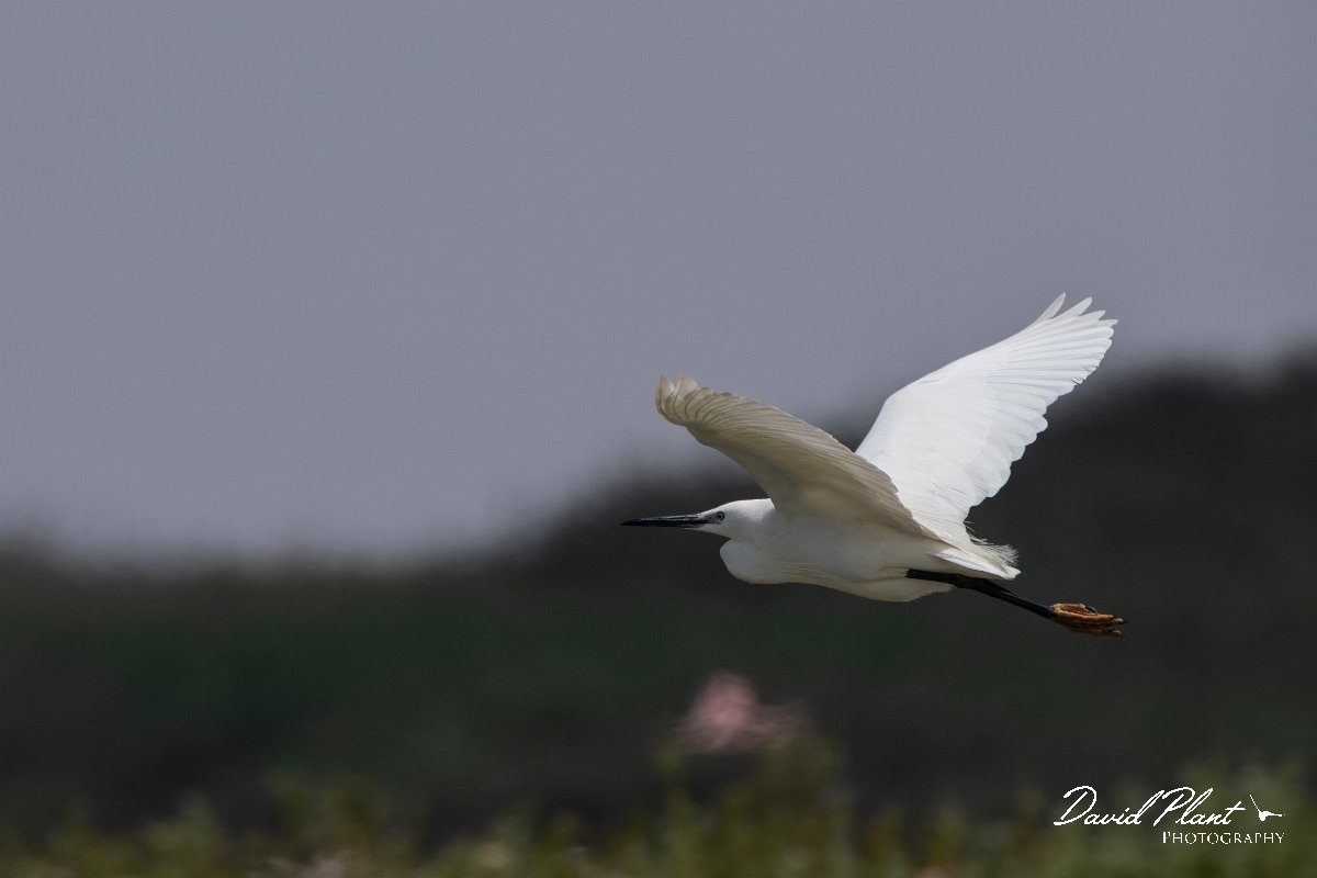 DPPhotography - Namibia - Little egret - A.jpg - Little egret - Walvis Bay Bird Sanctuary