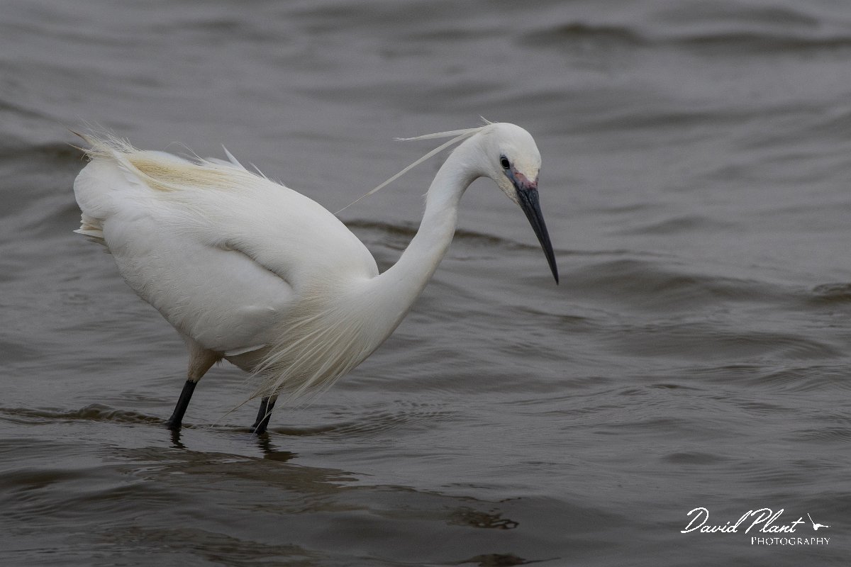 DPPhotography - Namibia - Little egret - B.jpg - Little egret - Walvis Bay