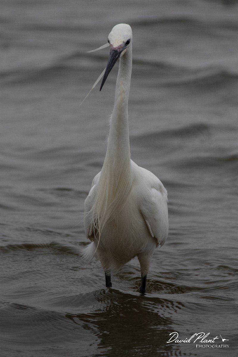 DPPhotography - Namibia - Little egret - C.jpg - Little egret - Walvis Bay