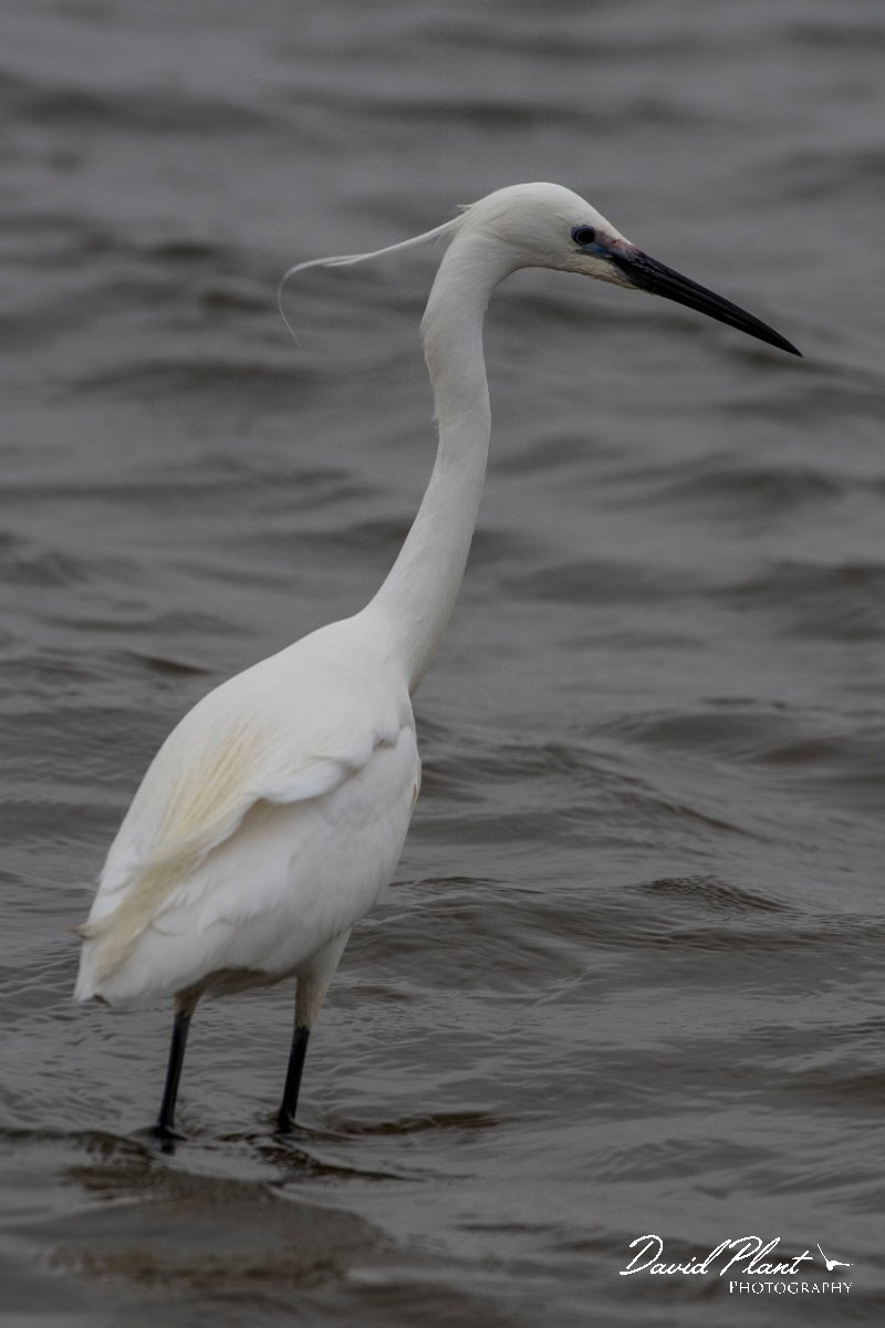 DPPhotography - Namibia - Little egret - D.jpg - Little egret - Walvis Bay