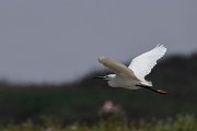 DPPhotography - Namibia - Little egret - A