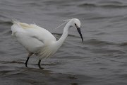 DPPhotography - Namibia - Little egret - B