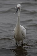 DPPhotography - Namibia - Little egret - C