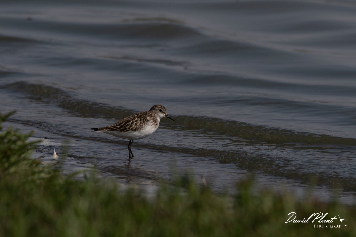 DPPhotography - Namibia - Little stint - A.jpg - Little stint - Walvis Bay Bird Sanctuary