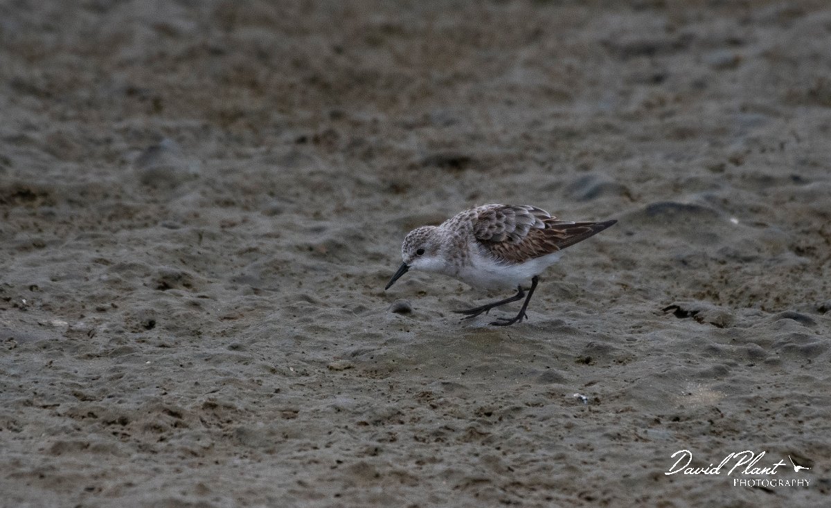 DPPhotography - Namibia - Little stint - B.jpg - Little stint - Walvis Bay