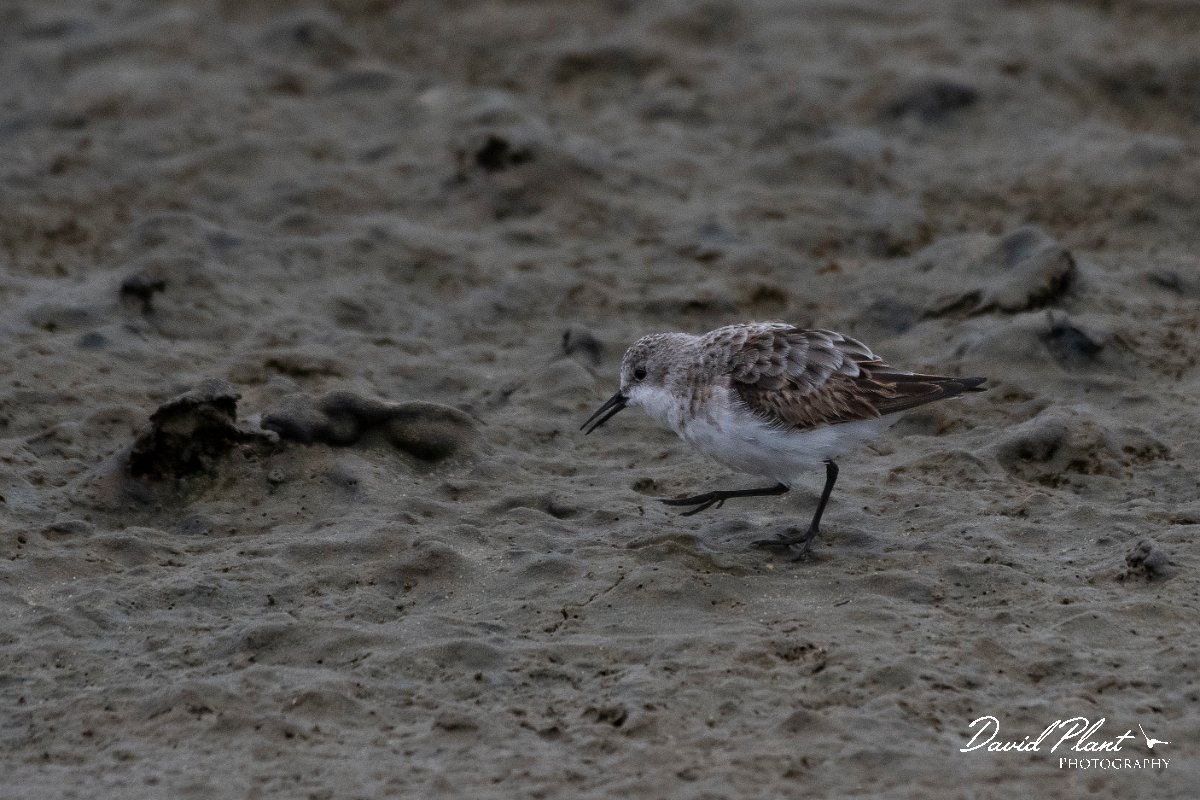DPPhotography - Namibia - Little stint - C.jpg - Little stint - Walvis Bay