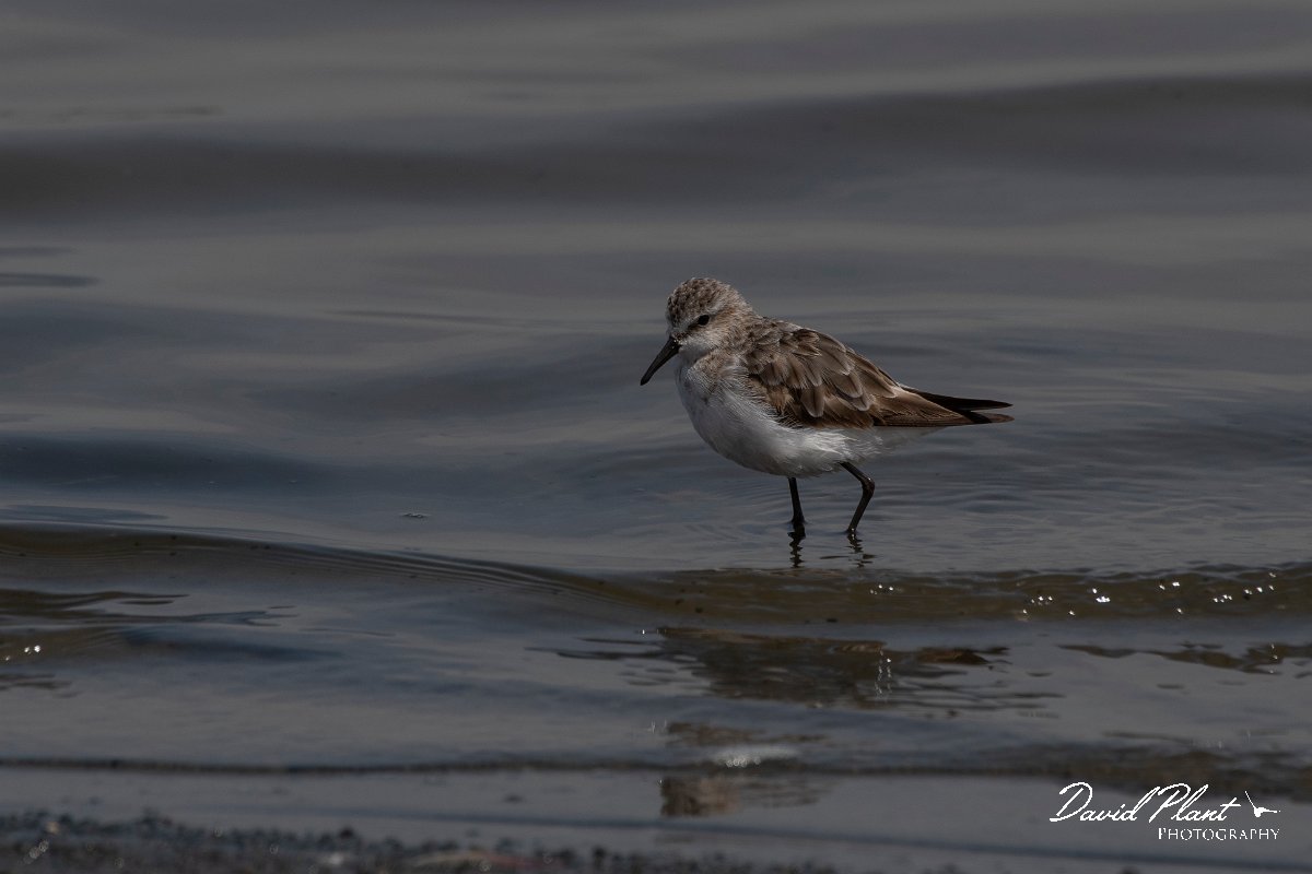 DPPhotography - Namibia - Little stint - D.jpg - Little stint - Walvis Bay