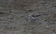 DPPhotography - Namibia - Little stint - B