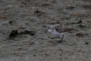 DPPhotography - Namibia - Little stint - C