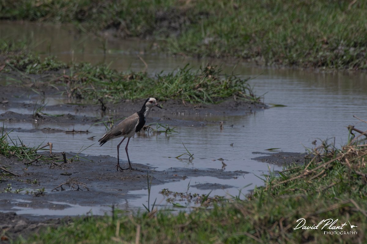 DPPhotography - Namibia - Long-toed lapwing - A.jpg - Long-toed lapwing - Buffalo Core Area
