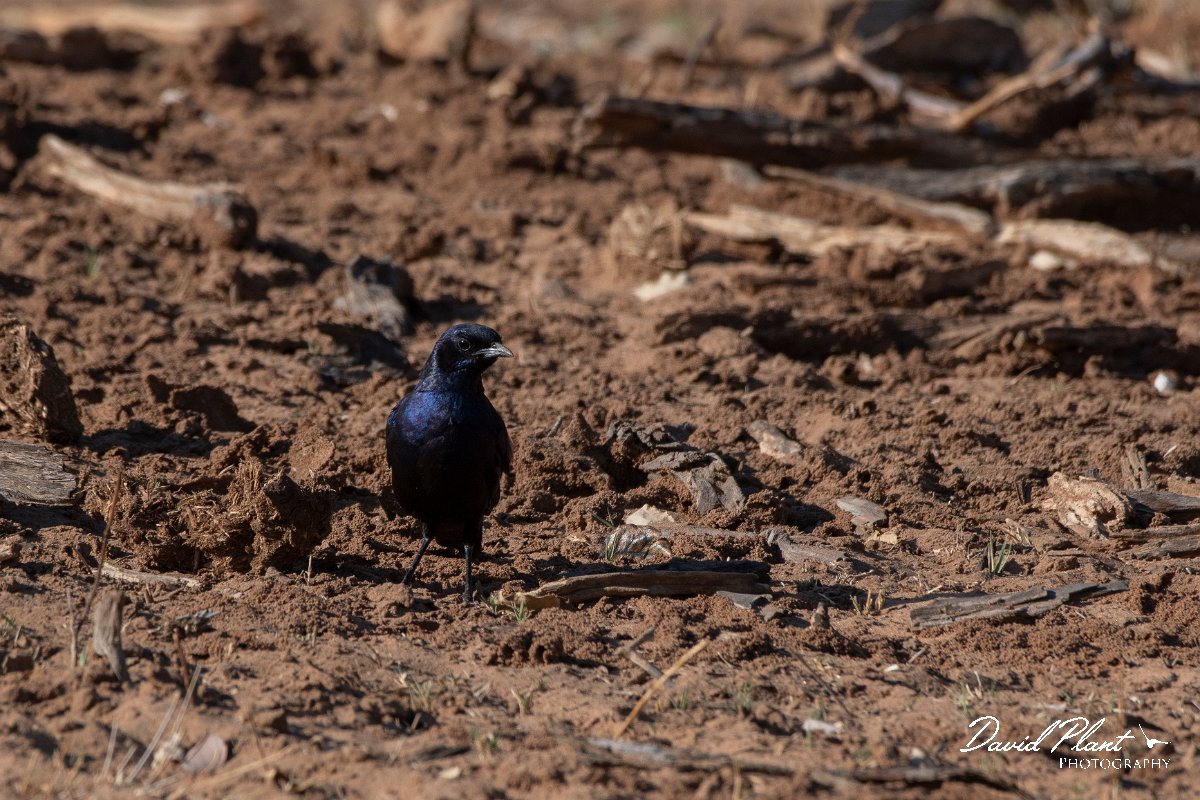 DPPhotography - Namibia - Meve's starling - A.jpg - Meve's starling - Mahango National Park