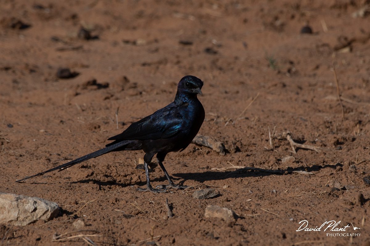 DPPhotography - Namibia - Meve's starling - B.jpg - Meve's starling - Mahango National Park