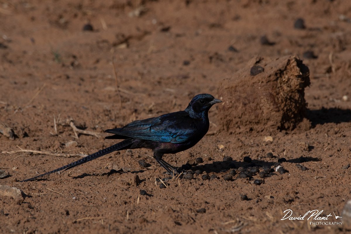 DPPhotography - Namibia - Meve's starling - C.jpg